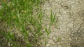 Drought dry meadow land with lowland fens Bolboschoenus maritimus, drying up the soil cracked, climate change Royalty Free Stock Photo