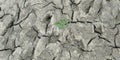 drought. ground cracked due to lack of water Royalty Free Stock Photo