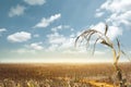 Drought has decimated a crop of corn and left the plants dried out and dead. Symbol of global warming and climate change Royalty Free Stock Photo