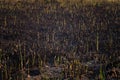 Drought, hot climate and natural fire. Reed sprouts amont burnt gound and ash. Environmental protection, global warming, flora