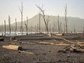 Drought image of trees dead and bare of leaves. Ground cracked dry. Royalty Free Stock Photo