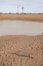 Drought kills thousands of kangaroos