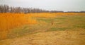 Drought 1. Lake in steppe is completely dry, there is belt of reeds and forest