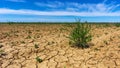 Lone cornflower on a field with dried, cracked earth