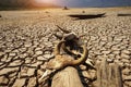 The drought land texture in Thailand. Skull animal on dry land Royalty Free Stock Photo