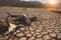 The drought land texture in Thailand. Skull animal on dry land Royalty Free Stock Photo