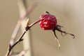 Drought like in the desert Fructus Cynosbati