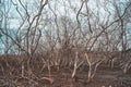 Drought Mangrove texture backhground Royalty Free Stock Photo