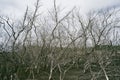 Drought Mangrove texture backhground Royalty Free Stock Photo