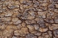 Drought, mud cracks in dry cultivated land