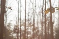 The drought and overgrown teak plantation in the morning light