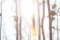 The drought and overgrown teak plantation in the morning light