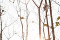 The drought and overgrown teak plantation in the morning light