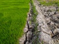 Drought in the rice field