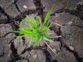 Drought in the rice field