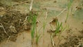 Drought river stream wetland, swamp creek rivulet drying up soil cracked crust earth climate change, surface extreme heat wave