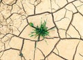 Green grass growing out of dry cracked earth with a interesting pattern