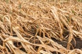 Drought-stricken corn crop in Hungary, EU. Royalty Free Stock Photo