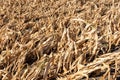 Drought-stricken corn crop in Hungary, EU. Royalty Free Stock Photo