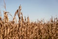 Drought Stricken Corn Field Royalty Free Stock Photo