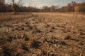 drought-stricken field, with dried crops and dead plants Royalty Free Stock Photo