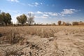 drought-stricken field, with dried crops and dead plants Royalty Free Stock Photo