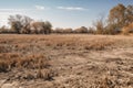 drought-stricken field, with dried crops and dead plants Royalty Free Stock Photo