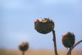 Drought in sunflower field