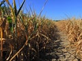 Drought symptoms in wheat.