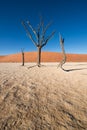 The dead tree skeletons surrounded by desert sand dunes in the clay pan of Deadvlei in Sossusvlei, Namibia. Royalty Free Stock Photo