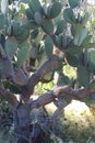 Prickly Pear Cactus Arizona