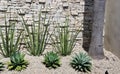 Garden and landscaping shrubs Xeriscape