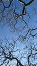 Drought tree branches isolated with blue sky Royalty Free Stock Photo