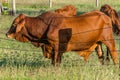 Droughtmaster bull scratching