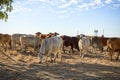 Droughtmaster cattle at Corfield