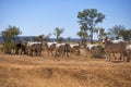 Droughtmaster cattle in outback Queensland