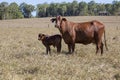 Droughtmaster Cow and Calf