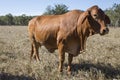 Droughtmaster Cow