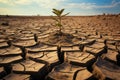 Droughts effect Trees cracked ground