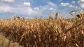 Drouth in agriculture, global warming: field of dry corn at sunny day