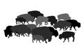 Drove of Bison vector illustration isolated on white background. Herd of Buffalo, symbol of America. Strong animal, Indian culture
