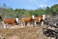 Drove of cows, farm Royalty Free Stock Photo