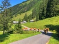 Drove of cows on a road in the middle of green mountains with scenic nature Royalty Free Stock Photo