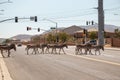 Drove of donkeys crossing the street against rural houses on a sunny day Royalty Free Stock Photo