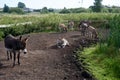 Drove of donkeys grazing in a farmland Royalty Free Stock Photo