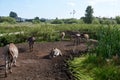 Drove of donkeys grazing in a farmland Royalty Free Stock Photo