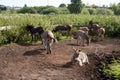 Drove of donkeys grazing in a farmland Royalty Free Stock Photo