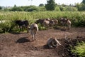 Drove of donkeys grazing in a farmland Royalty Free Stock Photo