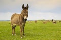 Drove of donkeys Royalty Free Stock Photo