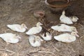 Drove of duckling laying down on the floor. It is a waterbird with a broad blunt bill.